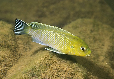Maylandia sp. 'lime jalo' Jalo Reef